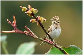 Image result for Emberiza rustica