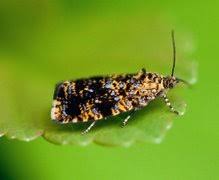 Attēlu rezultāti vaicājumam “Celypha siderana”