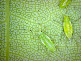 Attēlu rezultāti vaicājumam “Drepanosiphum platanoidis”