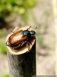 Attēlu rezultāti vaicājumam “Phyllopertha horticola”