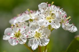 Attēlu rezultāti vaicājumam “Crataegus monogyna subsp. nordica”