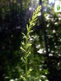 Attēlu rezultāti vaicājumam “Malaxis monophyllos flower”