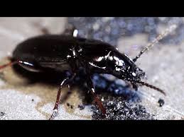 Attēlu rezultāti vaicājumam “Pterostichus oblongopunctatus”