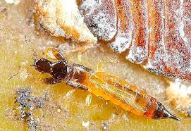 Attēlu rezultāti vaicājumam “Thysanoptera”