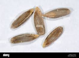 Image result for Secale cereale