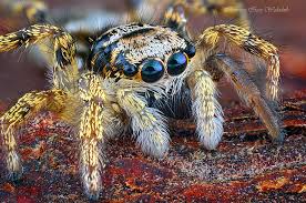 Attēlu rezultāti vaicājumam “Salticus scenicus”