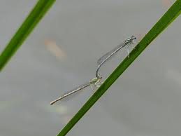 Attēlu rezultāti vaicājumam “Platycnemis pennipes female”