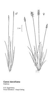 Attēlu rezultāti vaicājumam “Carex davalliana”
