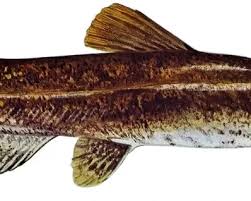 Image result for Pylodictis olivaris