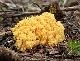 Attēlu rezultāti vaicājumam “Ramaria flava”