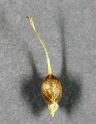 Attēlu rezultāti vaicājumam “Carex globularis flower”