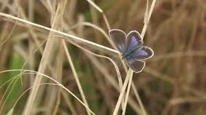 Attēlu rezultāti vaicājumam “Plebejus argus female”