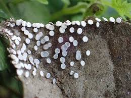 Attēlu rezultāti vaicājumam “Diderma hemisphaericum”