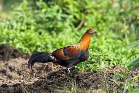 Attēlu rezultāti vaicājumam “Gallus male”