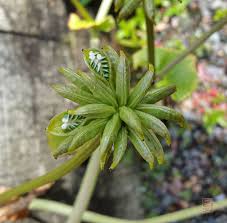 Attēlu rezultāti vaicājumam “Caltha palustris fruit”
