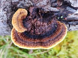 Attēlu rezultāti vaicājumam “Gloeophyllum abietinum”