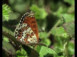 Attēlu rezultāti vaicājumam “Melitaea cinxia upperside”