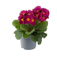 Image result for Primula elatior
