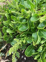 Image result for Beta vulgaris