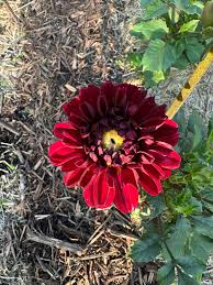 Image result for Dahlia Darkarin`