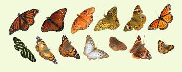 Attēlu rezultāti vaicājumam “Nymphalidae”