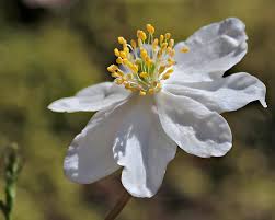 Attēlu rezultāti vaicājumam “Anemone nemorosa bud”