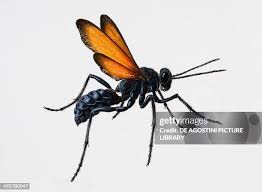 Attēlu rezultāti vaicājumam “Pompilidae”