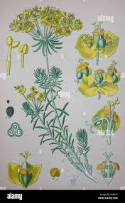 Attēlu rezultāti vaicājumam “Euphorbia cyparissias flower”