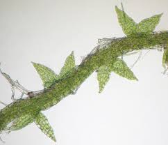 Attēlu rezultāti vaicājumam “Cephaloziella hampeana”