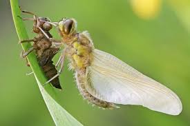 Attēlu rezultāti vaicājumam “Libellula quadrimaculata exuvia”