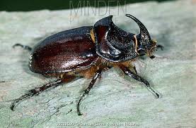 Attēlu rezultāti vaicājumam “Oryctes nasicornis”