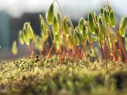 Attēlu rezultāti vaicājumam “Aulacomnium androgynum sporophyte”