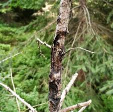 Attēlu rezultāti vaicājumam “Lachnellula willkommii”