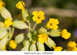 Attēlu rezultāti vaicājumam “Saxifraga cymbalaria”