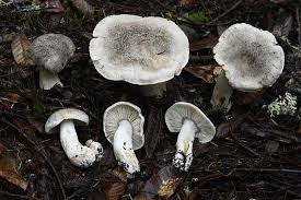 Attēlu rezultāti vaicājumam “Tricholoma sp.”