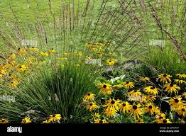 Attēlu rezultāti vaicājumam “Molinia caerulea flower”