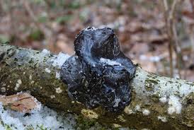 Attēlu rezultāti vaicājumam “Exidia truncata”