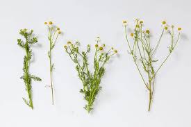 Image result for Kamille