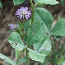 Attēlu rezultāti vaicājumam “Trifolium spadiceum leaf”