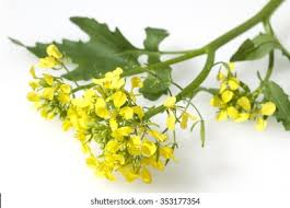 Attēlu rezultāti vaicājumam “Sinapis alba”