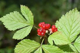 Attēlu rezultāti vaicājumam “Rubus saxatilis”