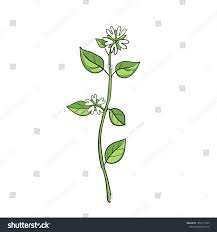 Attēlu rezultāti vaicājumam “Stellaria media flower”