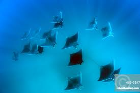 Image result for Mobula hypostoma