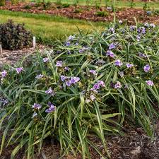 Attēlu rezultāti vaicājumam “Tradescantia virginiana”