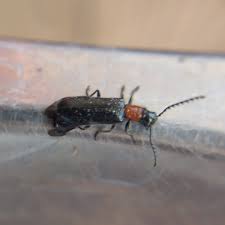 Attēlu rezultāti vaicājumam “Cleridae”