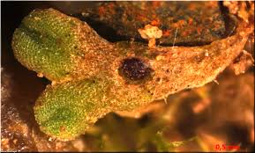 Attēlu rezultāti vaicājumam “Riccia glauca”