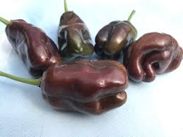 Afbeeldingsresultaat voor chocolate beauty sweet pepper