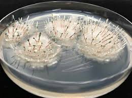 Attēlu rezultāti vaicājumam “Penicillium vulpinum”