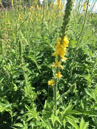 Attēlu rezultāti vaicājumam “Agrimonia eupatoria leaf”