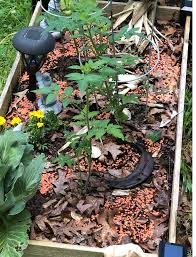 Attēlu rezultāti vaicājumam “Lycogala exiguum aggr. young”